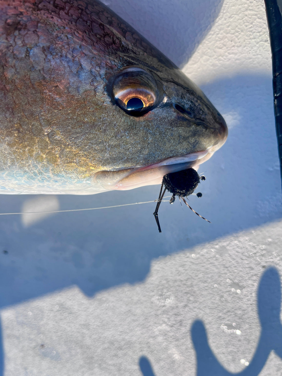 Designing Fly Patterns That Fool Fish, Not Fishermen