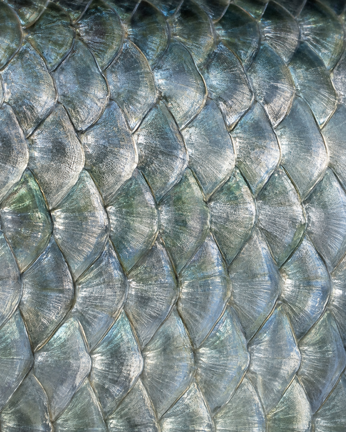 Tarpon