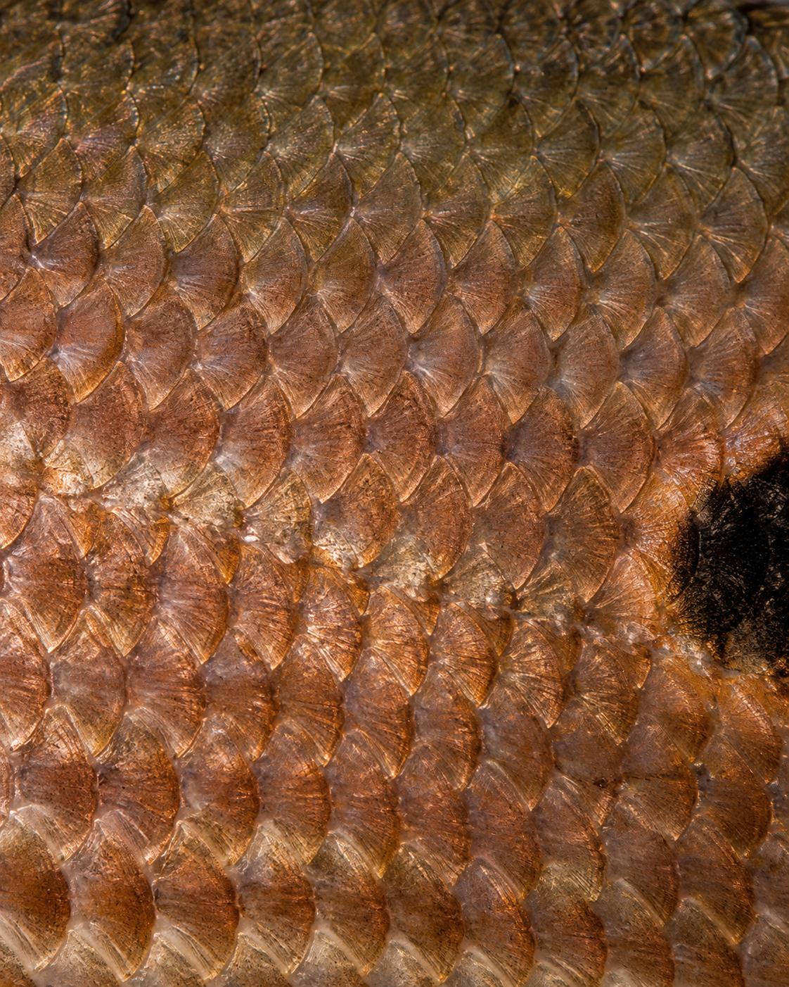 Redfish