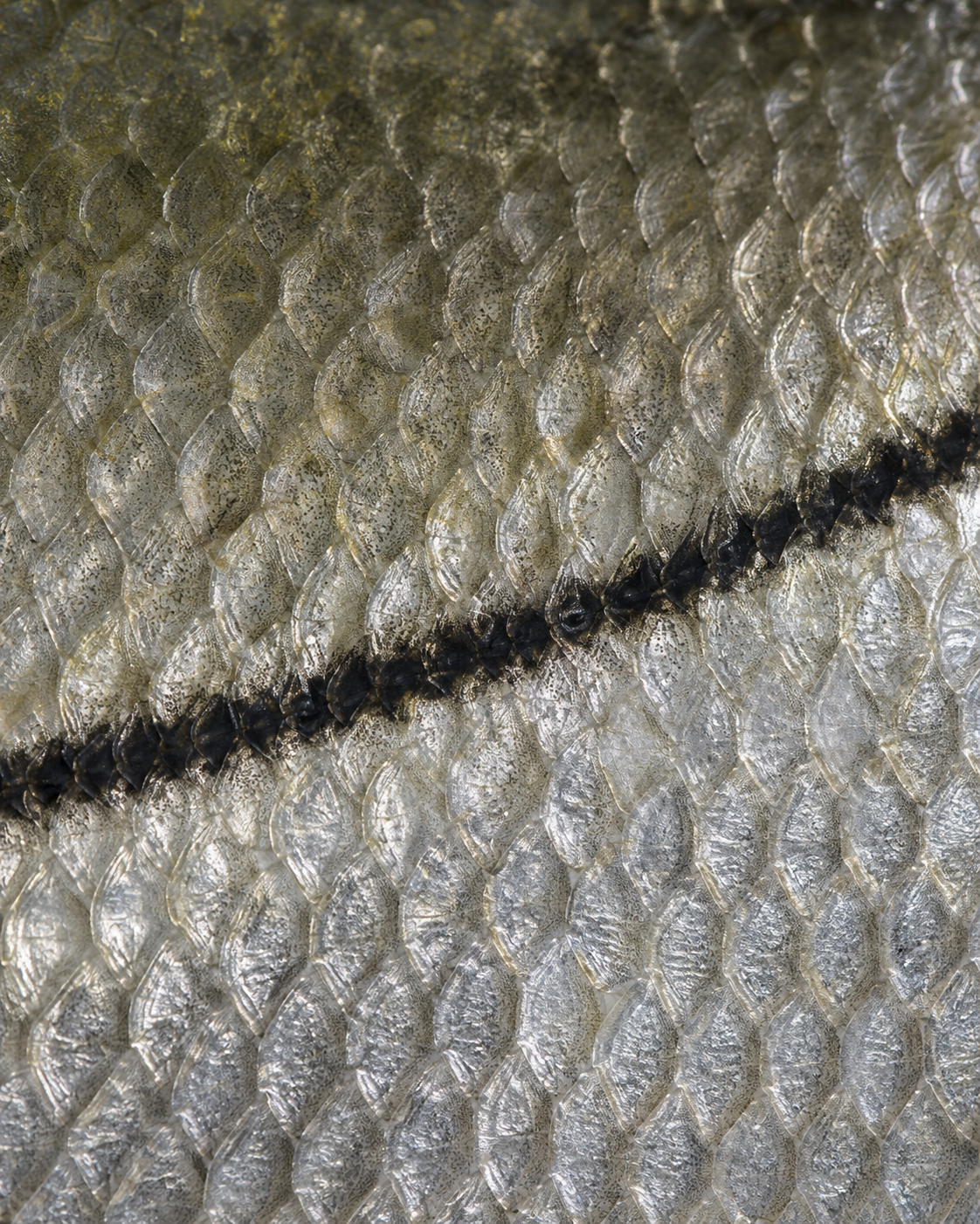 Snook