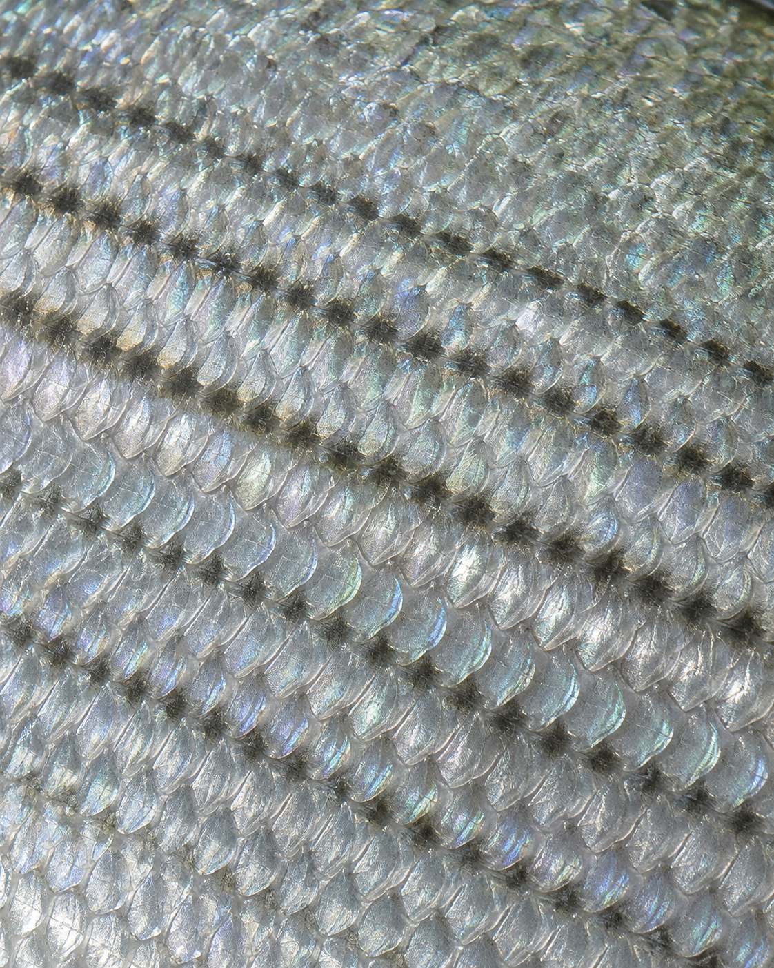 Bonefish