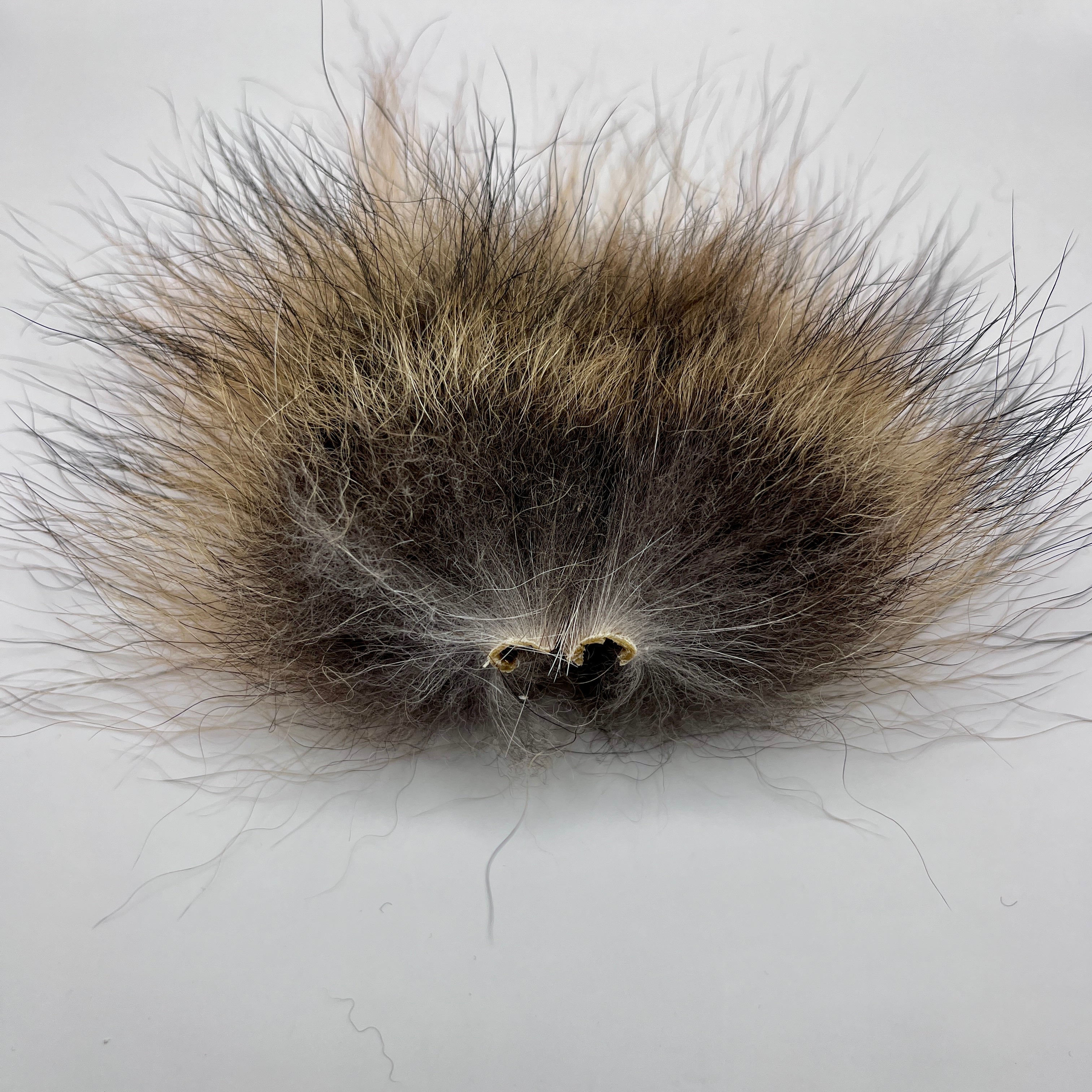 Coyote Tail