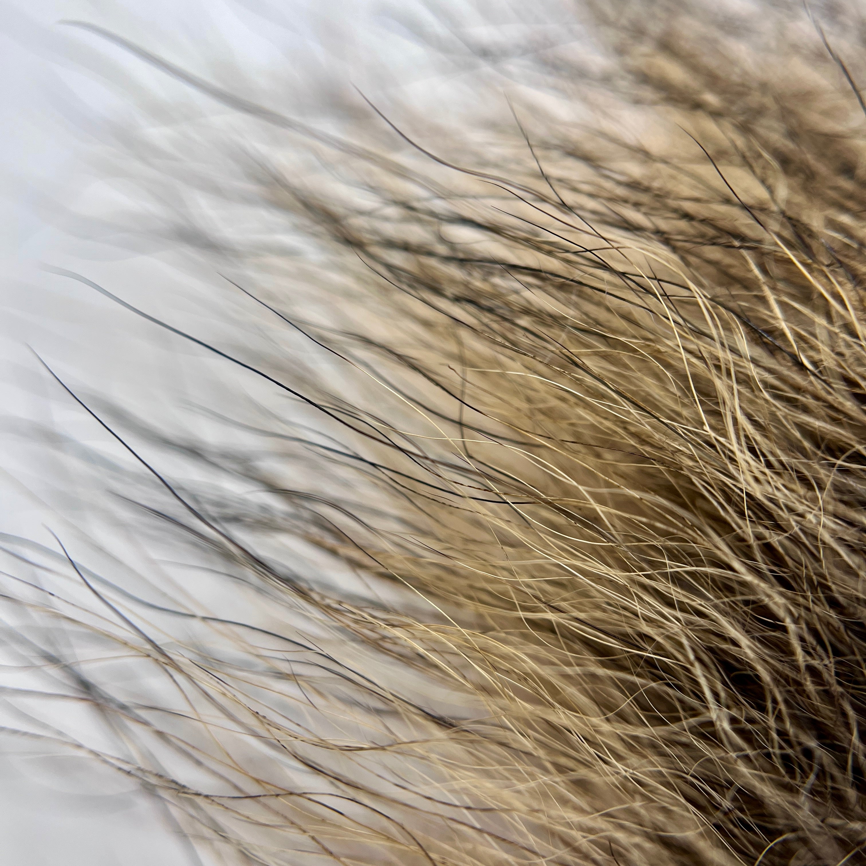 Coyote Tail